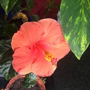 Meet your Posher, Kavithra